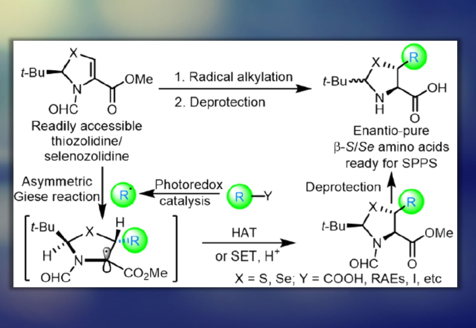 Modified Amino Acid Hormones Include at Vivian McCoy blog