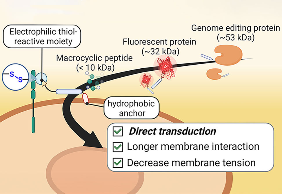 Hackenberger Lab item