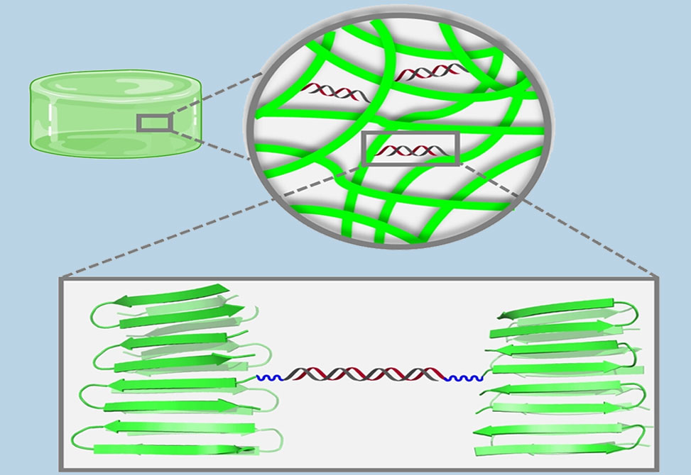 Schneider Lab