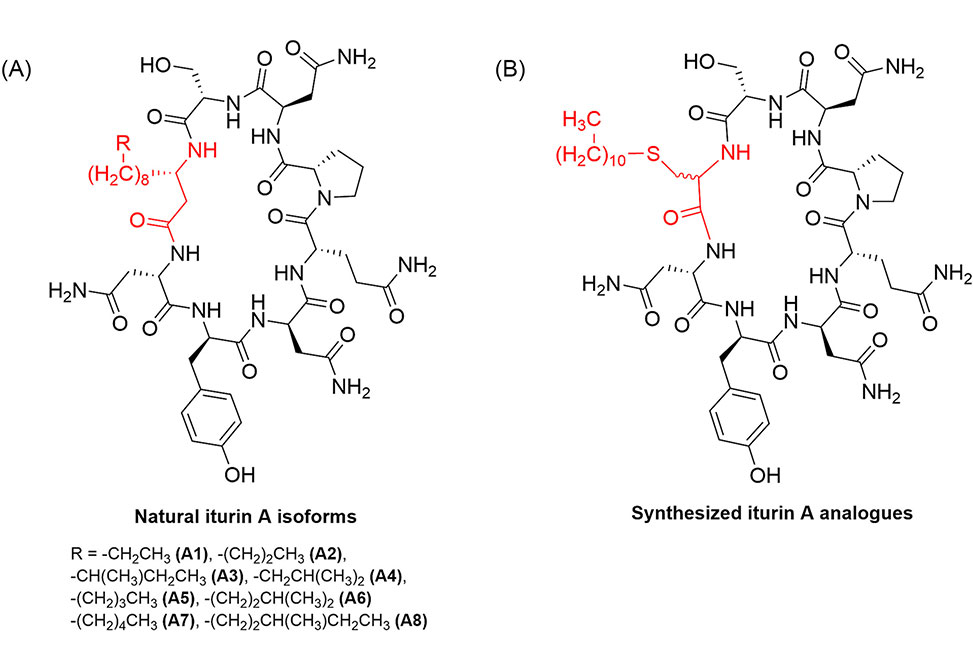 Rubini Lab