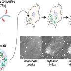 futaki_biocon_chem_nov_24