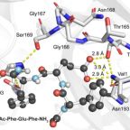 raines_ron_biochem_nov_24