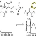 schultz_biochem_dec_24