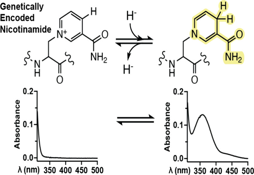 Schultz Lab item