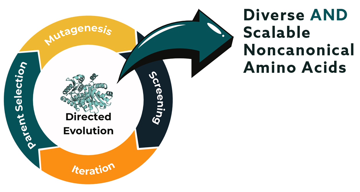 Divere and Scalable Noncanonical Amino Acids