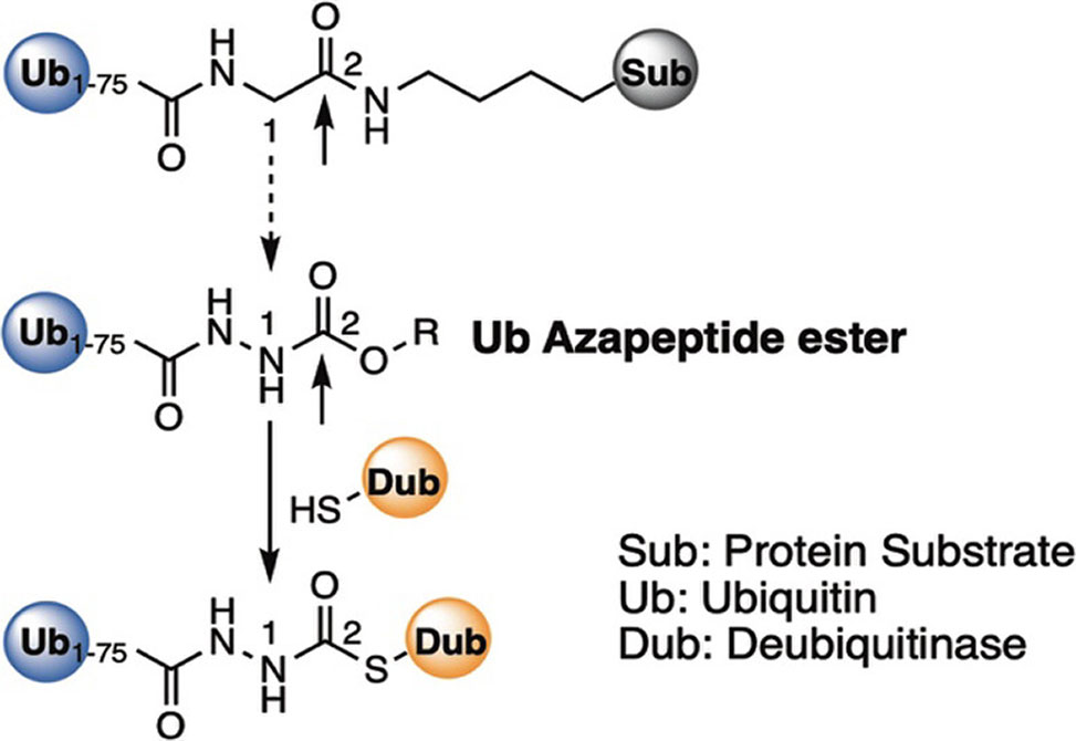 Liu Lab item
