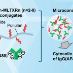 futaki_bioconjugate_chem_july_25