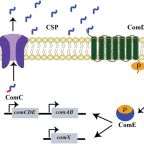 tal_gan_biochemistry_june_2025_2