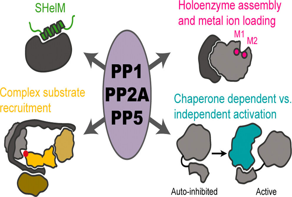 Köhn Lab item