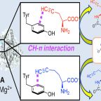 fujishiro_group_acschembiol_fig_two