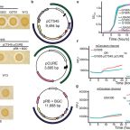 nature_comm_august_2025_otto