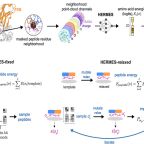 nourmohammad_pnas_october_2025_fig1