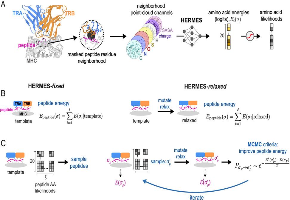 Nourmohammad Research Image
