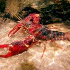 procambarus_clarkii_wang_group