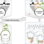 bode_group_angew.chem_oct_25_fig_1