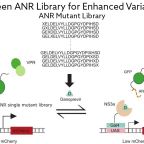 maly_bioorganic_let_figure