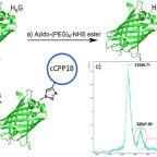 meldal_etal_angew_chem_dec_2025_figure