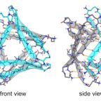 nowick_et_al_org_bio_feb_25.