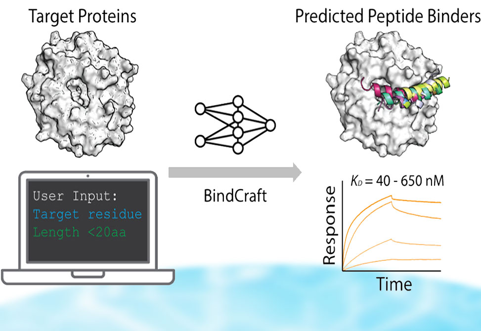 Pomplun Research Image
